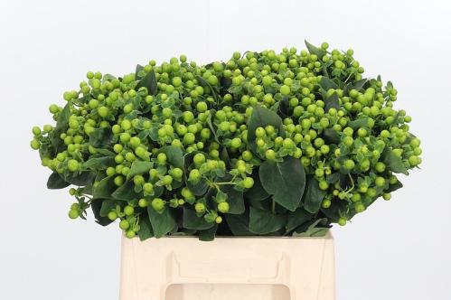 Hypericum x inodorum Magical Green Revival