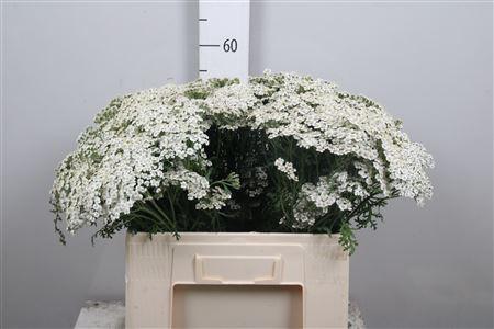 Achillea millefolium 'White Beauty'