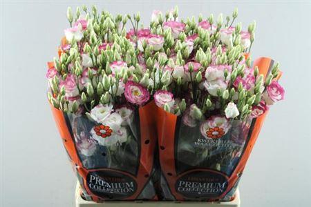 Eustoma russellianum gevuldbloemig 'Excalibur Hot Lips'
