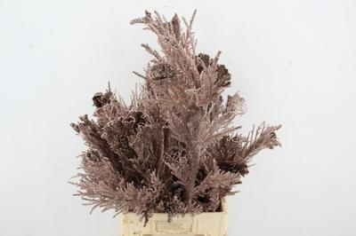 Decoratiegroen kleurbehandeld H%