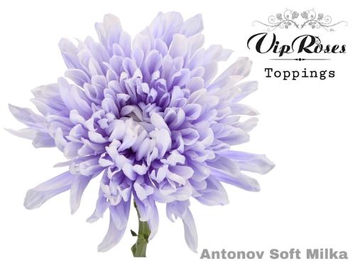 Chrysanthemum (Indicum Grp) geplozen Antonov kleurbehandeld H%