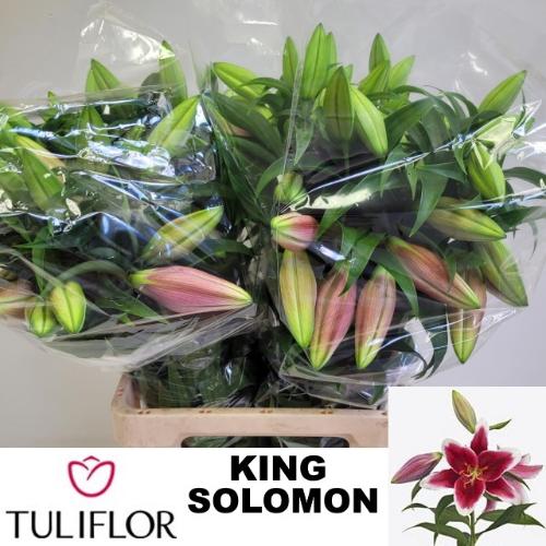 Lilium (Oriental Grp) 'King Solomon'