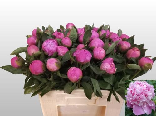 Paeonia Lactiflora Grp 'Monsieur Jules Elie'