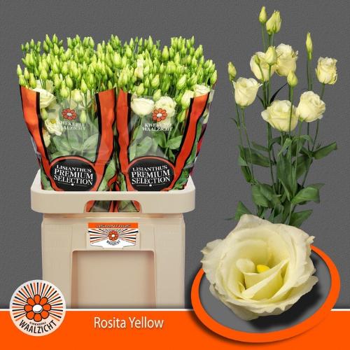 Eustoma russellianum gevuldbloemig 'Rosita Yellow'