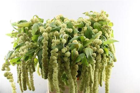 Amaranthus caudatus 'Cycloop'