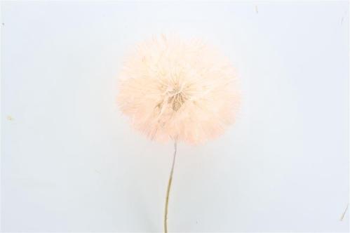 Decoratiegroen kleurbehandeld per bos H%