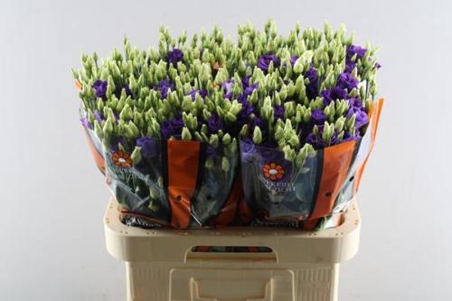 Eustoma russellianum gevuldbloemig 'Rosita Blue'