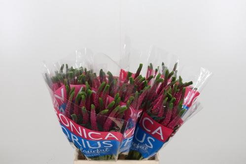 Veronica Smart Iselle