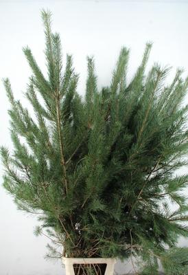 Pinus 'Alaska'