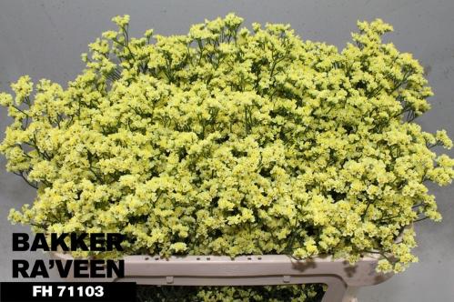 Limonium sinense Cyrus Diamond