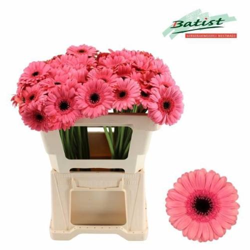 Gerbera mini Vidal