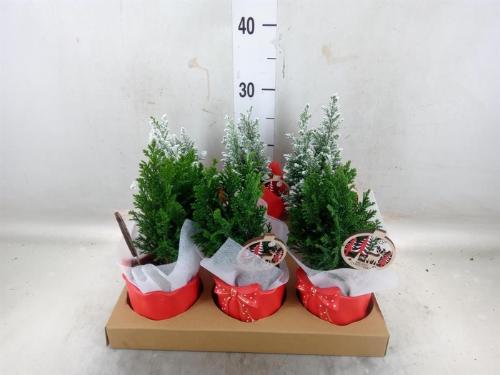 Chamaecyparis lawsoniana 'Ellwoodii'