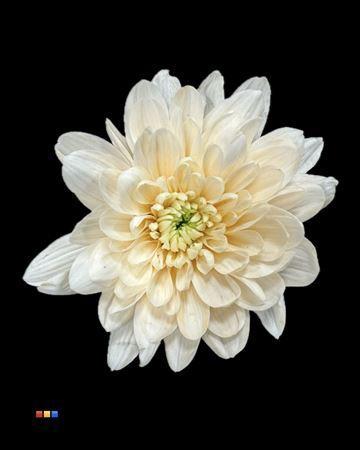 Chrysanthemum Indicum Grp tros kas kleurbehandeld H%
