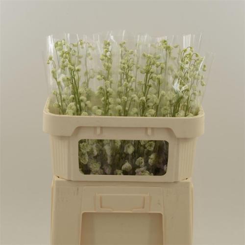 Delphinium Elatum Grp dubbelbloemig 'Dewi Lady'