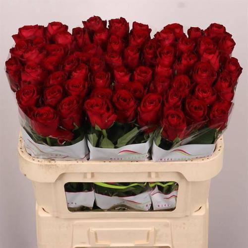 Rosa grootbloemig Madam Red