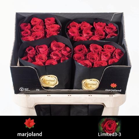 Rosa grootbloemig Red Naomi!
