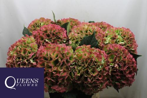 Hydrangea macrophylla Royal Grandeur (classic)