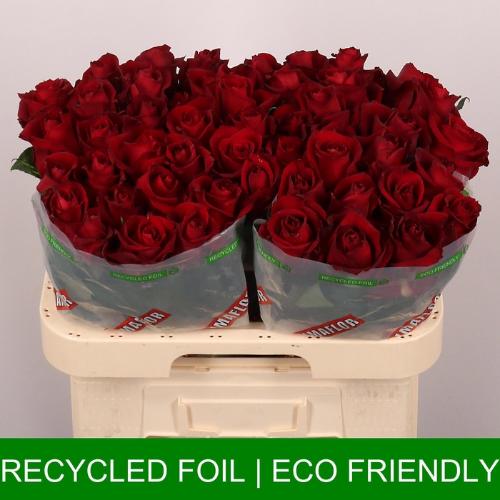 Rosa grootbloemig Ever Red