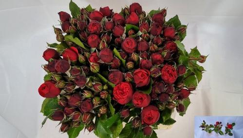 Rosa tros Piano Freiland