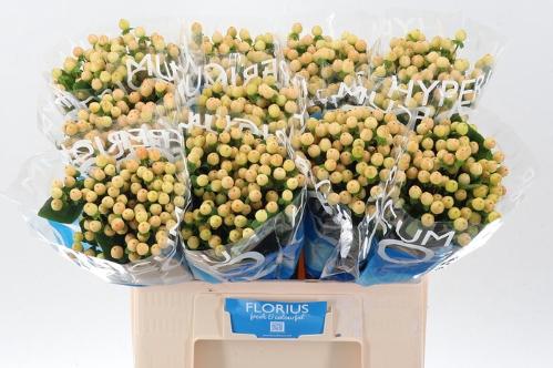 Hypericum Coco Gelato