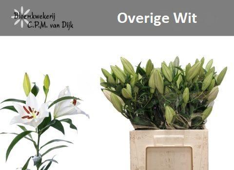 Lilium Oriental Grp overig