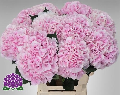 Hydrangea macrophylla 'Verena'
