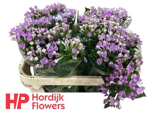 Bouvardia enkelbloemig 'Royal Naomi'