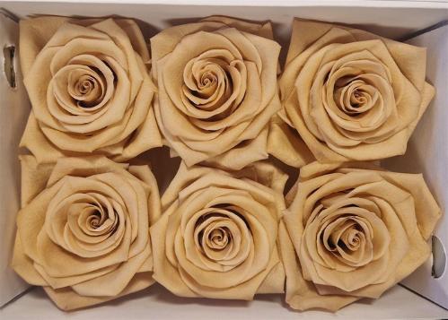 Rosa grootbloemig kleurbehandeld H%