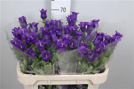 Campanula medium 'Champion Blue'