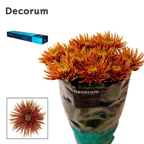 Chrysanthemum (Indicum Grp) geplozen Saffina Dark