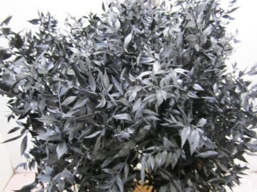 Ruscus kleurbehandeld H%