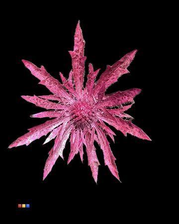 Eryngium alpinum kleurbehandeld H%