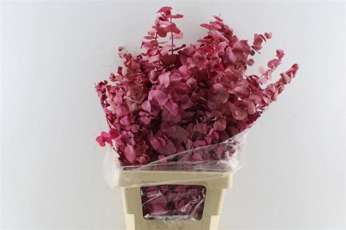 Eucalyptus kleurbehandeld per bos H%