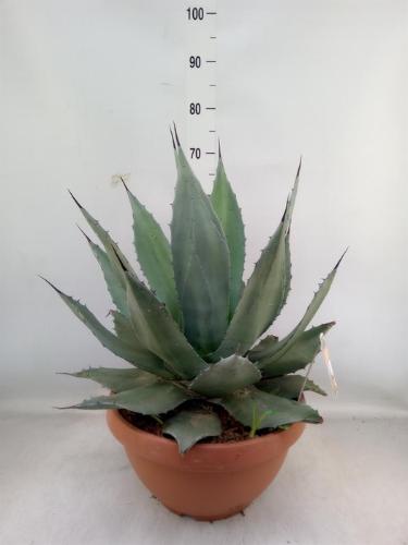 Agave overig