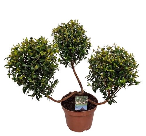 Rosa kleinbloemig Flaming Shot