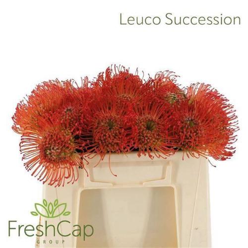 Leucospermum cordifolium 'Succession'
