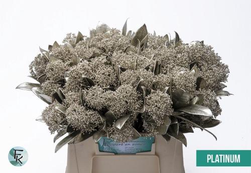 Skimmia per bos overig kleurbehandeld H%