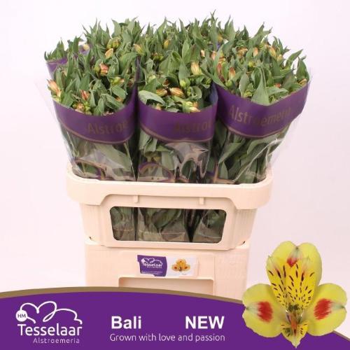 Alstroemeria Bali
