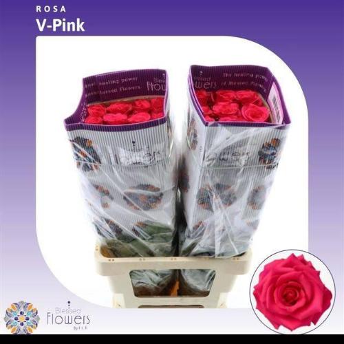 Rosa grootbloemig Vipink