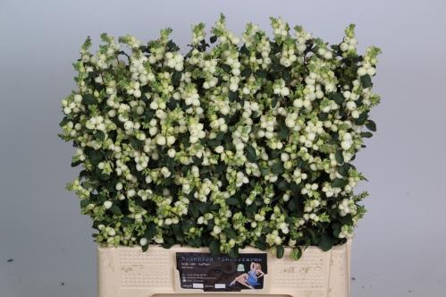 Symphoricarpos Magical Lemon And Lime