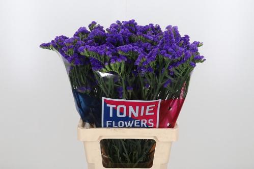 Limonium sinuatum 'Crystal Dark Blue'