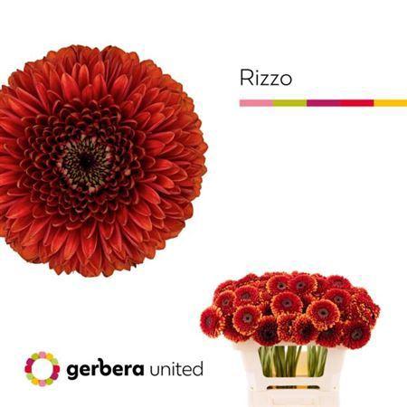 Gerbera mini bolvormig Pomponi Rizzo