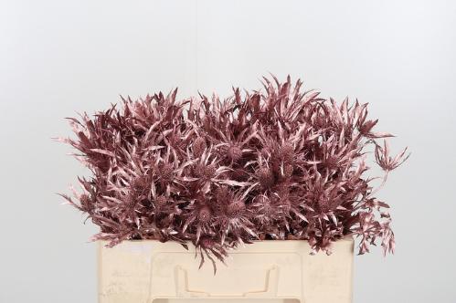 Eryngium alpinum kleurbehandeld H%