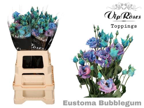 Eustoma russellianum gevuldbloemig kleurbehandeld H%