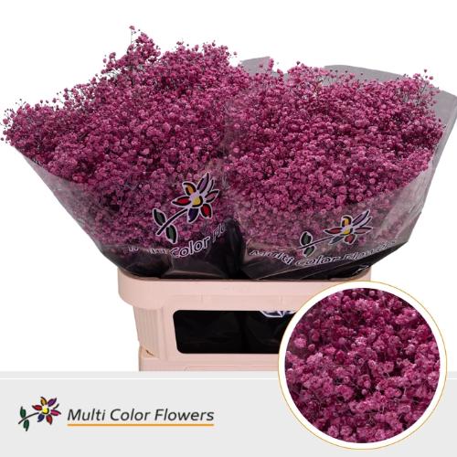 Gypsophila overig kleurbehandeld H%