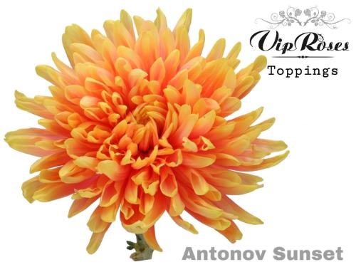 Chrysanthemum (Indicum Grp) geplozen Antonov kleurbehandeld H%