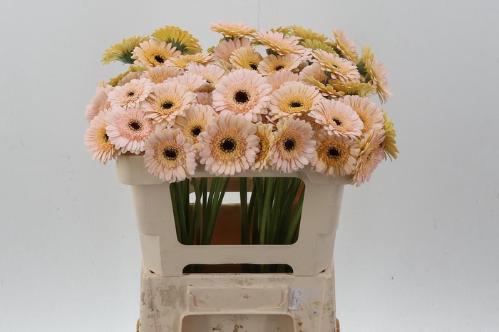 Gerbera mini 'Harvey's'