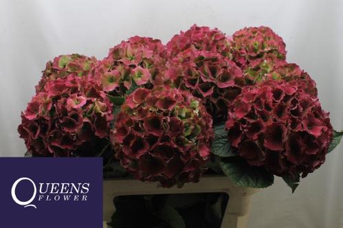 Hydrangea macrophylla Royal Palace (classic)