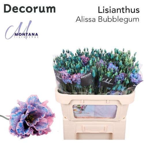 Eustoma russellianum gevuldbloemig overig