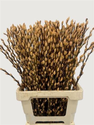 Salix H%
